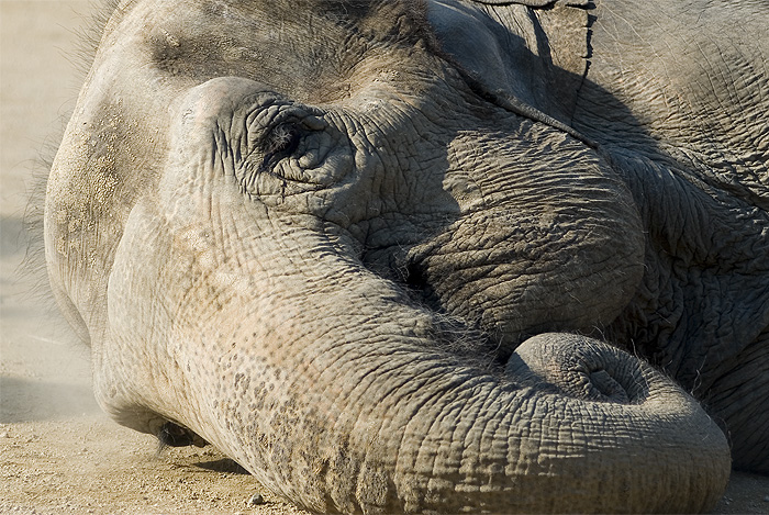 ueno zoo elephant